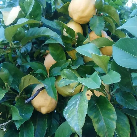 Σπίτι διακοπών Casa Da Vina - Ribeira Sacra